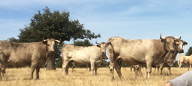 vaca